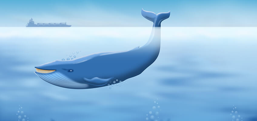 [Translate to Dansk:] Blue Baleen_Oil absorb