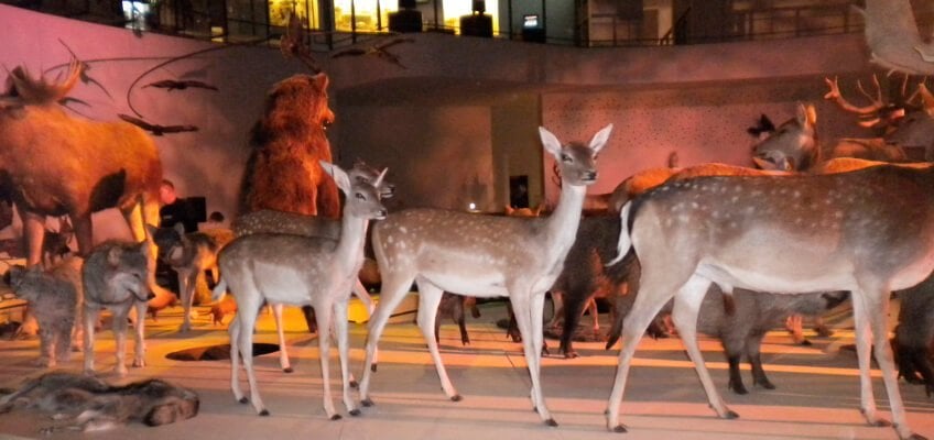 Naturama, Histoire naturelle moderne